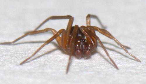 Zodarion sp.