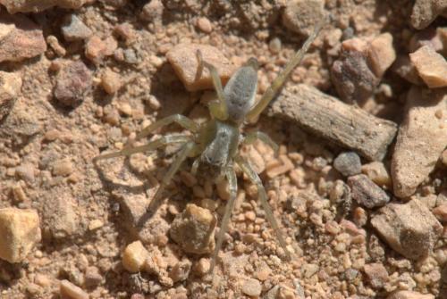 Clubiona sp.