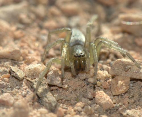 Clubiona sp.