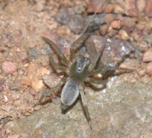 Clubiona sp.