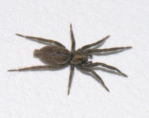 Réf. 37 826 : Nomisia exornata