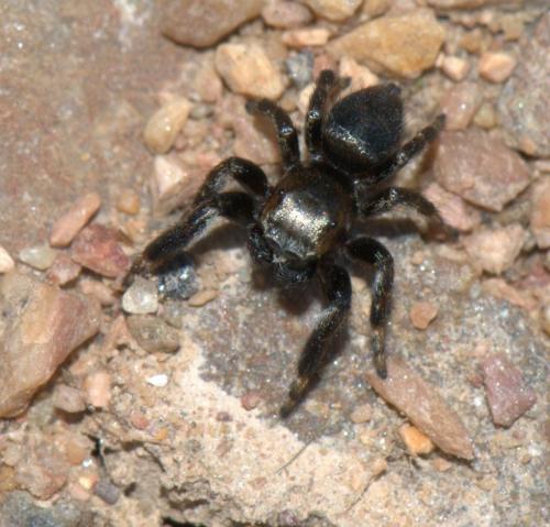 Evarcha arcuata