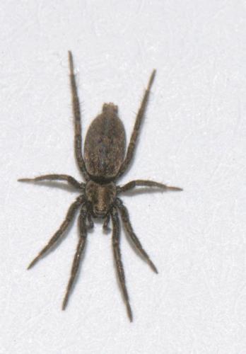 Réf. 37 825 : Nomisia exornata