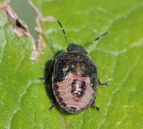 Réf. 37 550 : Piezodorus lituratus