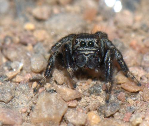 Evarcha arcuata