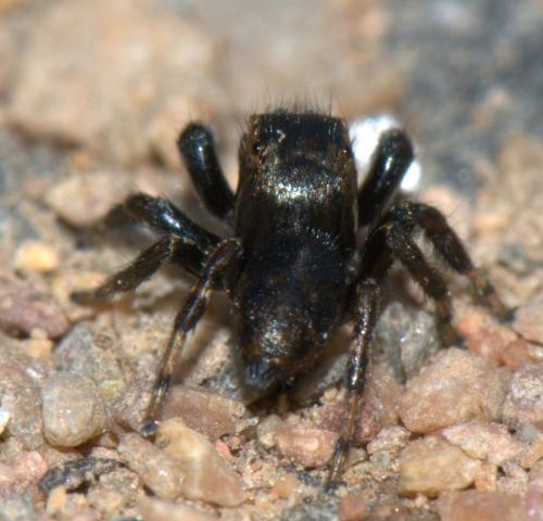 Evarcha arcuata