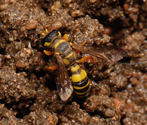 Réf. 37 410 : Cerceris flavilabris