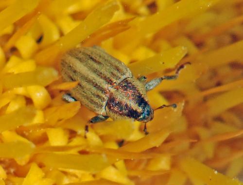 Réf. 37 046 : Sibinia sp.