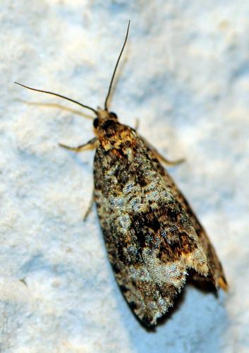 Celypha lacunana