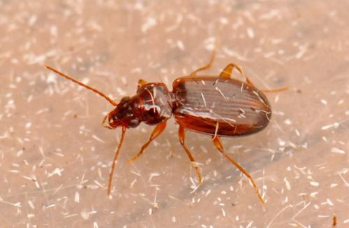 Trechus quadristriatus