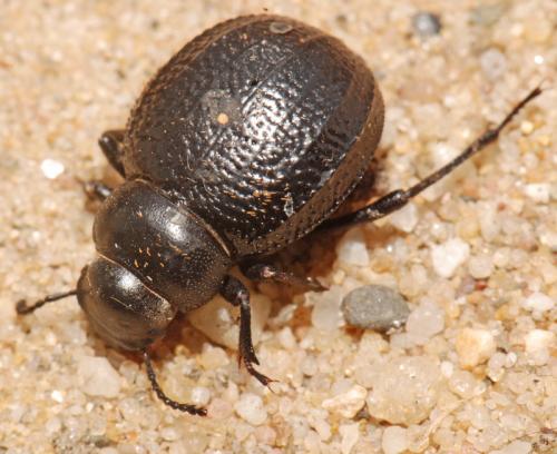 Pimelia payraudi