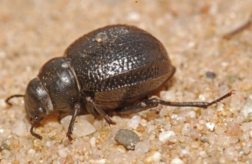 Pimelia payraudi