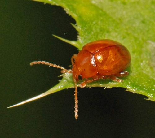 Réf. 37 951 : Sphaeroderma sp.