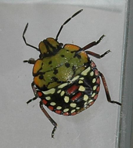 Nezara viridula