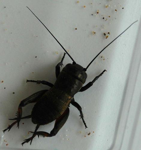 Gryllus campestris