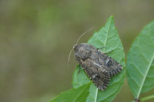 Réf. 37 094 : Luperina nickerlii