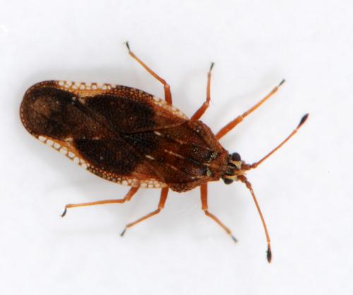 Physatocheila dumetorum