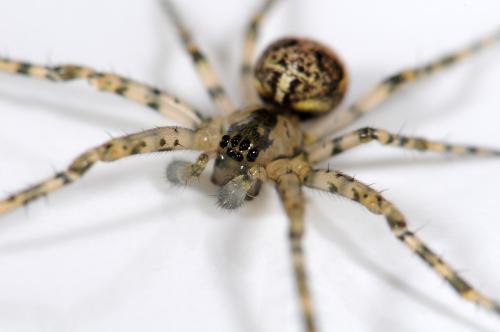 Réf. 37 171 : Metellina merianae