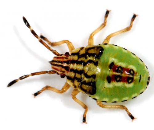 Réf. 37 175 : Elasmucha grisea