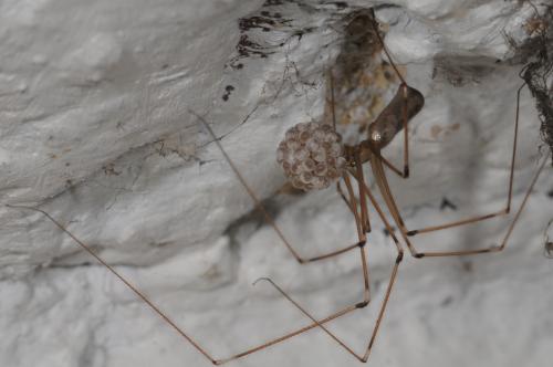 Pholcus phalangioides