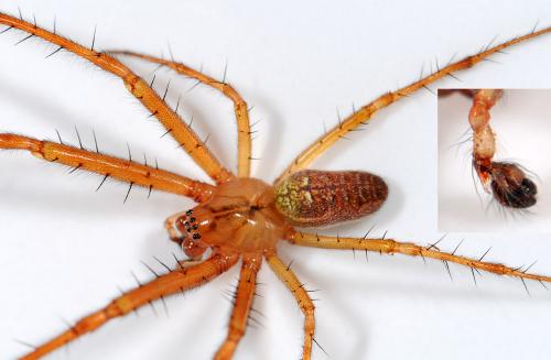 Metellina segmentata