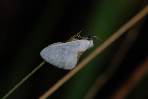 Cilix hispanica