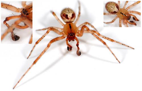 Zygiella atrica