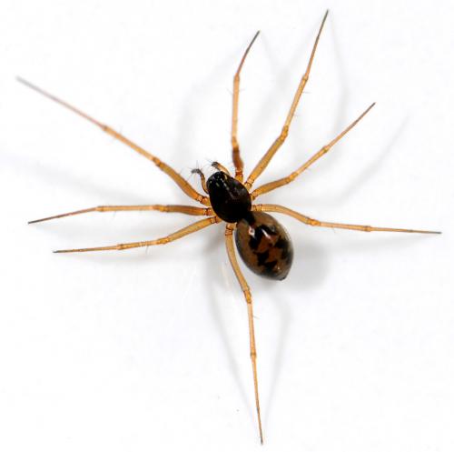Bathyphantes sp.