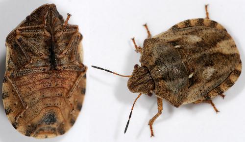 Eurygaster testudinaria