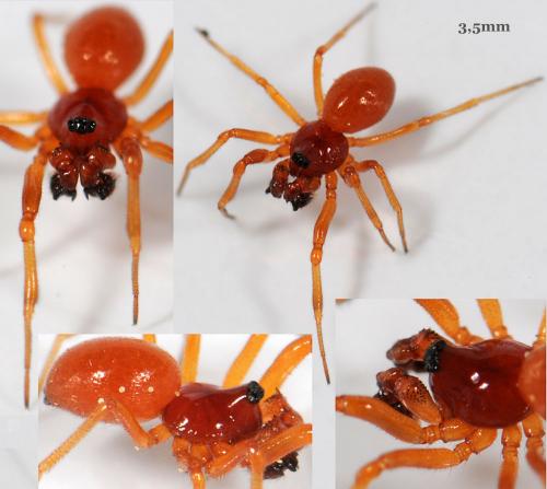 Gonatium rubens