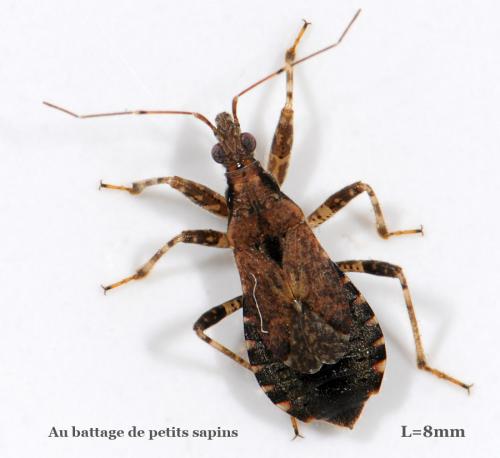 Réf. 37 989 : Himacerus mirmicoides