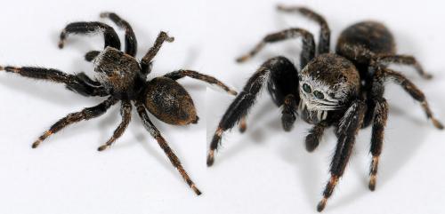 Evarcha arcuata