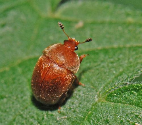 Cychramus luteus