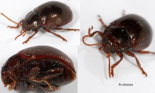 Chrysolina staphylaea