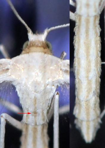 Calyciphora albodactylus