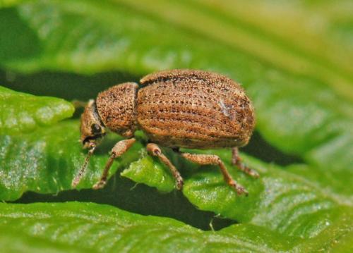 Réf. 37 377 : Strophosoma melanogrammum