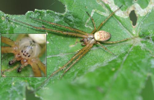 Metellina sp.