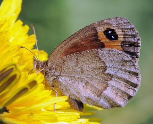 Erebia neoridas