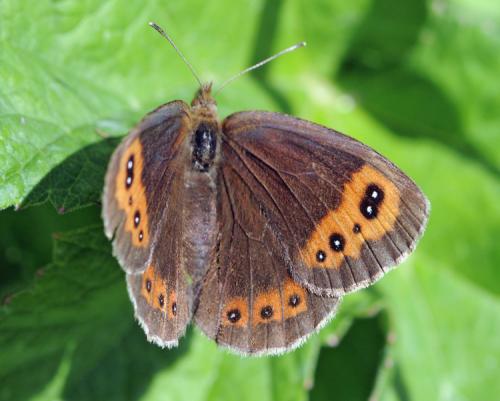 Erebia neoridas