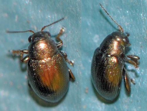 Réf. 37 300 : Chaetocnema sp.