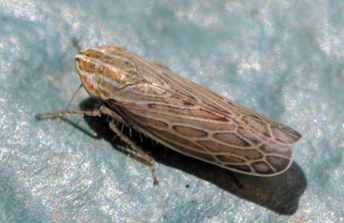 Arocephalus longiceps