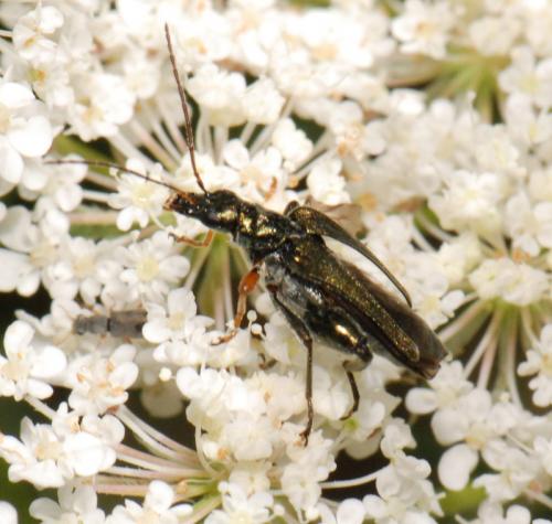 Oedemera flavipes