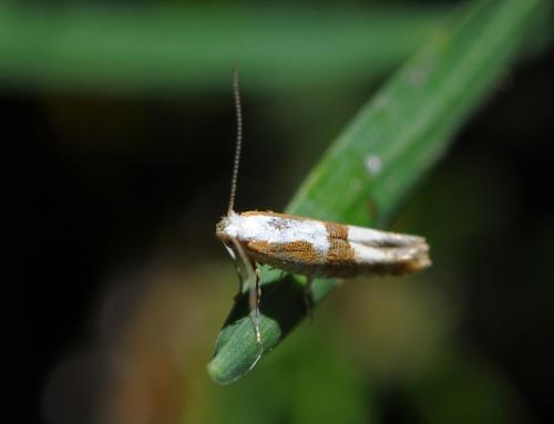 Argyresthia pruniella