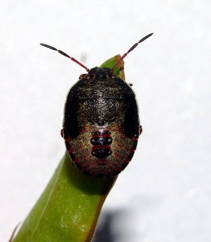 Piezodorus lituratus
