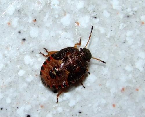 Peribalus strictus vernalis
