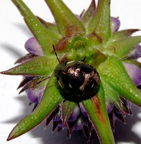 Réf. 37 102 : Rubiconia intermedia