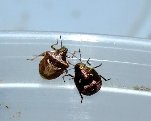 Rubiconia intermedia