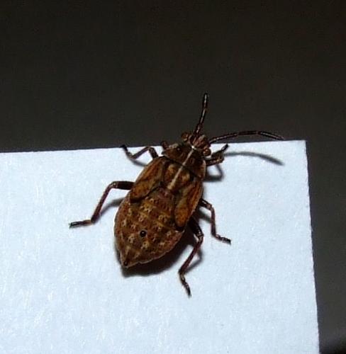 Liorhyssus hyalinus