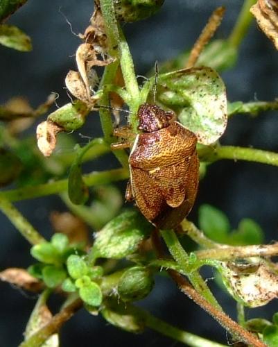 Réf. 37 103 : Rubiconia intermedia