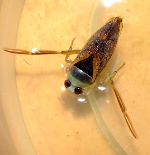 Notonecta maculata